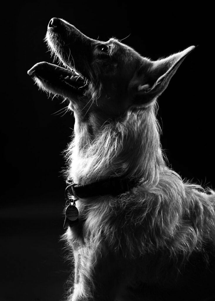 A picture of Hans the dog who brings his humans into Bath each month for the Songwriters Circle at The Grapes, WEstgate Street
